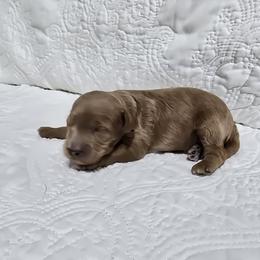 Raleigh - Red  male Goldendoodle puppy in Floyd, Virginia from Hearts and Paws Poodles and Doodles