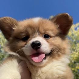 American Corgis and Pembroke Welsh Corgis from CC’s Corgis
