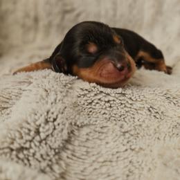 Juniper - Black and tan male Dachshund puppy in Pasco, Washington from Loyal Lil Dachshunds