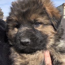 Green - Sable German Shepherd puppy in Rio Rancho, New Mexico from Canis Empire GSD