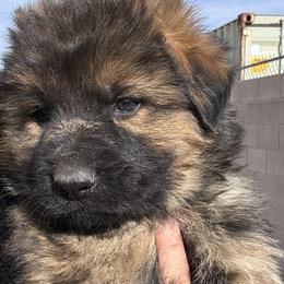 Green - Sable German Shepherd puppy in Rio Rancho, New Mexico from Canis Empire GSD