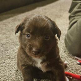 Blitzen - Red tri female Toy Australian Shepherd puppy in Crooksville, Ohio from West View Toy Aussies
