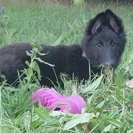 Belgian Sheepdog puppies from Clawson Belgians