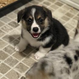 American Corgi and Pembroke Welsh Corgi Puppies from Flying K Corgis