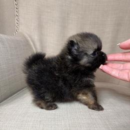 Miko - Red sable male Pomeranian puppy in Phoenix, Arizona from Luxpomz
