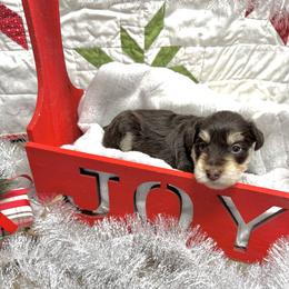 Andros - Liver male Miniature Schnauzer puppy in Huntington, Utah from Schnauzers on Robinson Lane