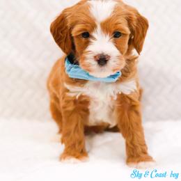 Hopper - Caramel red male Australian Labradoodle puppy in Diamond Bar, California from Furrytaildoodles