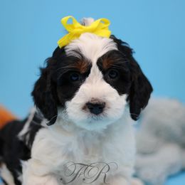 English Springer Spaniel and Springerdoodle Puppies from Family Raised Doodles