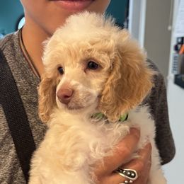 Aura - Parti female Poodle puppy in Grand Rapids, Michigan from Earthstone Poodle