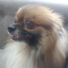 Jax - Pomeranian