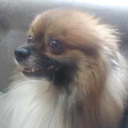 Jax - Pomeranian