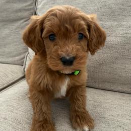 Green collar boy - Red  male Goldendoodle puppy in Ridgewood, New Jersey from Jessie’s Doodles