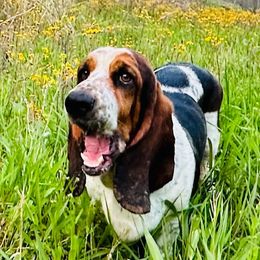 Willow - Basset Hound
