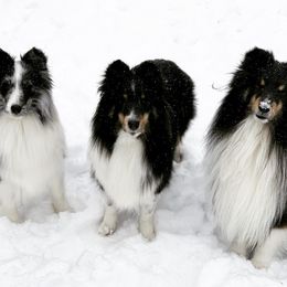 Shetland Sheepdog All Grown Up from Clermont