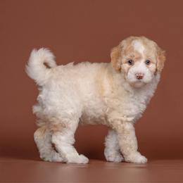 Champagne - White and gold male Bordoodle puppy in Tillamook, Oregon from Oregon Bordoodles