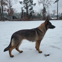German Shepherd All Grown Up from Rust N Dust Kennels