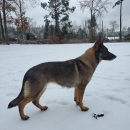 German Shepherd All Grown Up from Rust N Dust Kennels