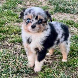 Wylie - Blue merle female Toy Australian Shepherd puppy in Miami, Oklahoma from HighEnd Aussies