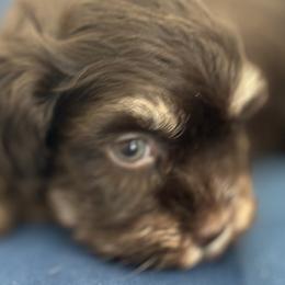 Luna - Chocolate female Havanese puppy in Arizona from HavaDoggie