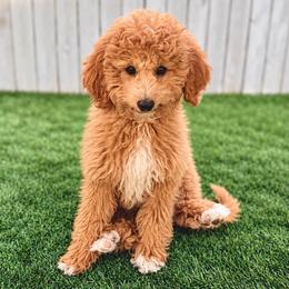 Hawk - Red  male Goldendoodle puppy in Boise, Idaho from Goldendoodle Baby
