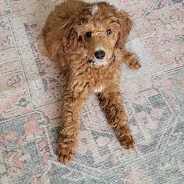 Goldendoodles and Poodles from Auburn Hills Doodles & Poodles