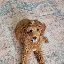 Goldendoodles and Poodles from Auburn Hills Doodles & Poodles