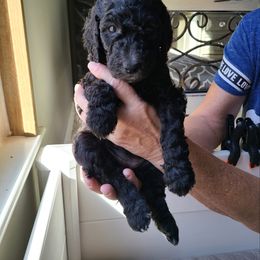 Poodle Puppies from Hickory Hills Poodles