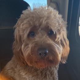Milo - Goldendoodle
