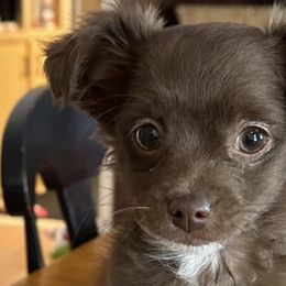 Chihuahuas from Rosemont Chis