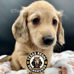 Mochi (Polly) - Cream female Dachshund puppy in Houston, Texas from Texas Regal Dachshunds LLC