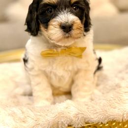 Boy 2 - Tri-color male Bernedoodle puppy in Salt Lake County, Utah from Coco Avenue Pups