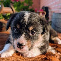 Molly - Black and tan female American Corgi puppy in Shawnee, Oklahoma from Sunray Ranch