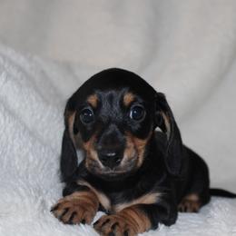 Raven - Black and tan female Dachshund puppy in Fairfax, Iowa from Grayson’s Lovable Dachshunds