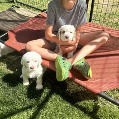 Clumber Spaniel Puppies from Wanderlust Clumber Spaniels