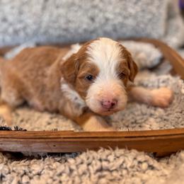 Marmee - Red female Bernedoodle puppy in Rose Hill, North Carolina from Red Door Canines