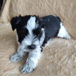 Milo - Parti male Miniature Schnauzer puppy in Diana, Texas from Happy Pawz Schnauzers