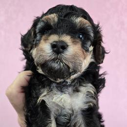 Curly - Phantom male Maltipoo puppy in Carthage, Missouri from Cooley's Cuddle Pups