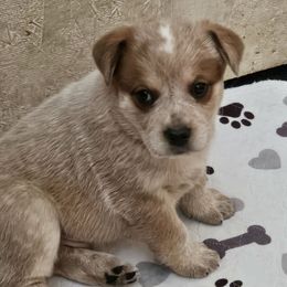 Boomer - Red speckled male Australian Cattle Dog puppy in Cora, Wyoming from Lyla Hinman's Australian Cattle Dogs