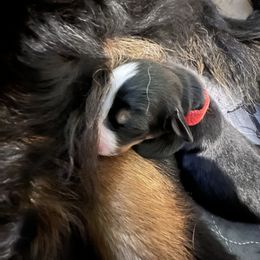Bernese Mountain Dog Puppies from Berners of New Mexico