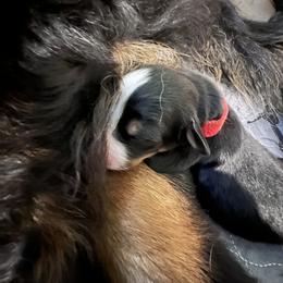 Bernese Mountain Dog Puppies from Berners of New Mexico