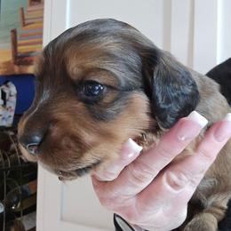 Shaded red - Red male Dachshund puppy in Port Charlotte, Florida from Vicki's Dachshund Crossing