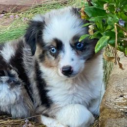 Miniature Australian Shepherds and Toy Australian Shepherds from Tinker Toy Aussies & Minis