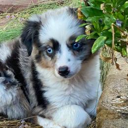 Miniature Australian Shepherds and Toy Australian Shepherds from Tinker Toy Aussies & Minis