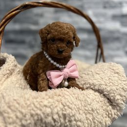 Cavapoo, Cockapoo, and Poodle Puppies from Heavenly Puppies to Love