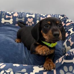 Light Green Collar - Black and tan female Dachshund puppy in Odessa, Texas from K9 Royal Club