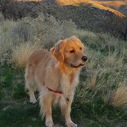 Golden Retriever All Grown Up from Trisha Ferris' Golden Retrievers