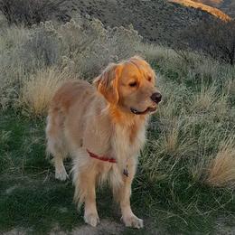 Golden Retriever All Grown Up from Trisha Ferris' Golden Retrievers