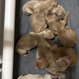 Girl 2 - female Golden Retriever puppy in Anaheim, California from Prim's Golden Retrievers