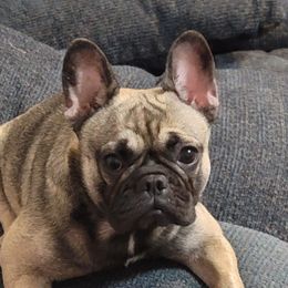 Jasmine - French Bulldog