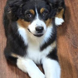 Miniature American Shepherd Puppies from Enchanted Mesa Miniature American Shepherds